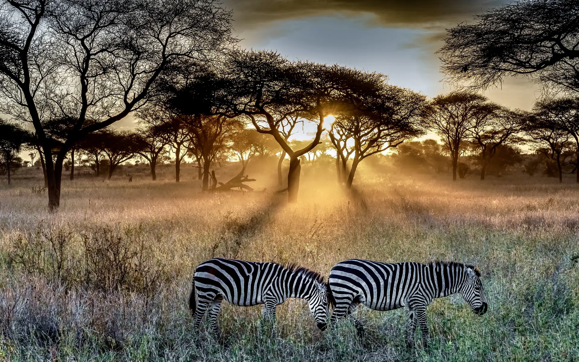 How much does a luxury safari cost?