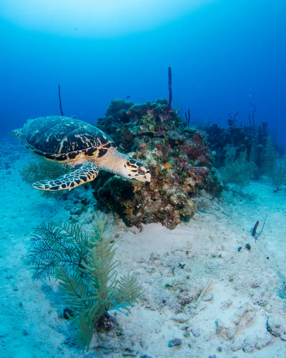 The house reef