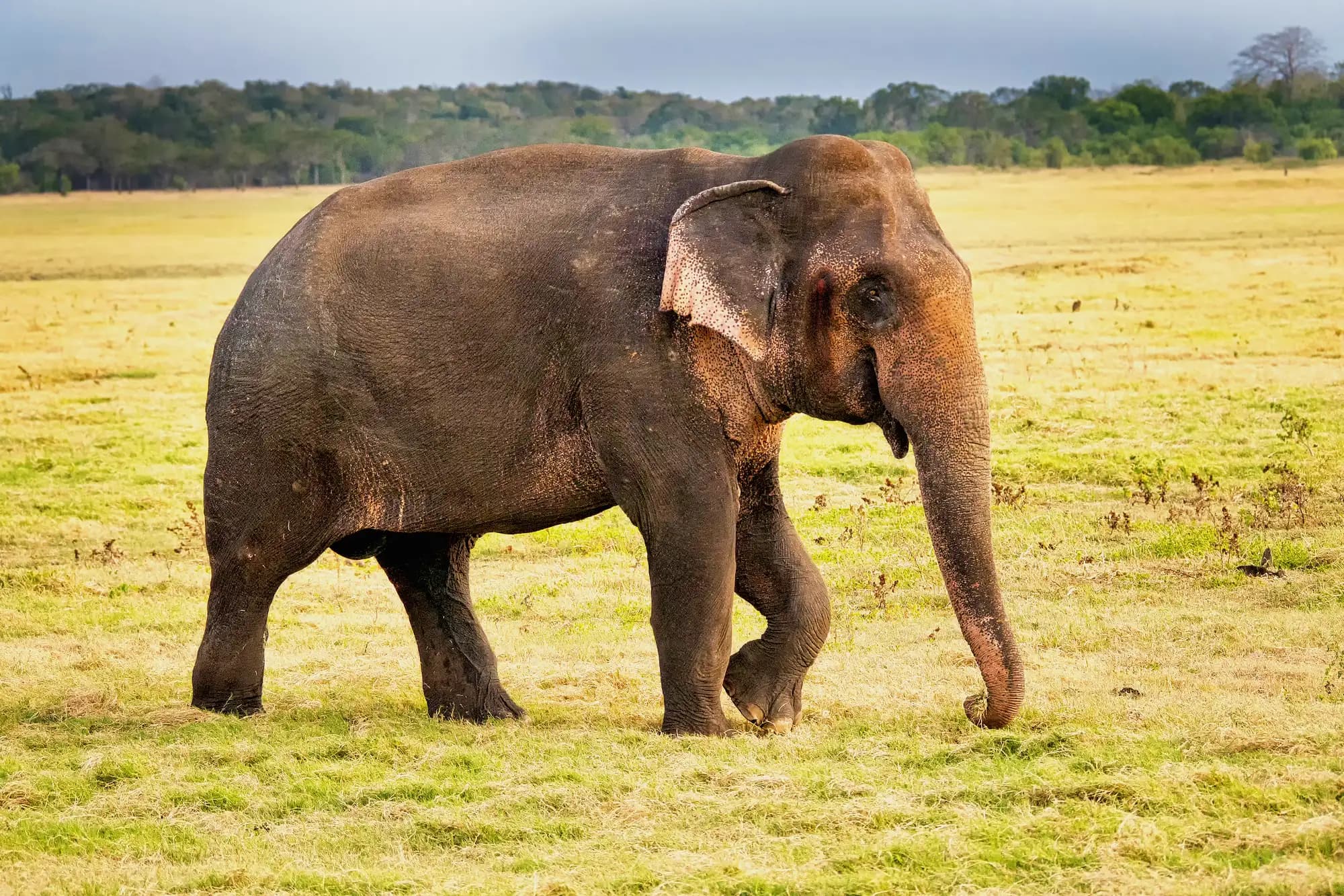 Sri Lanka with children: the ages that work